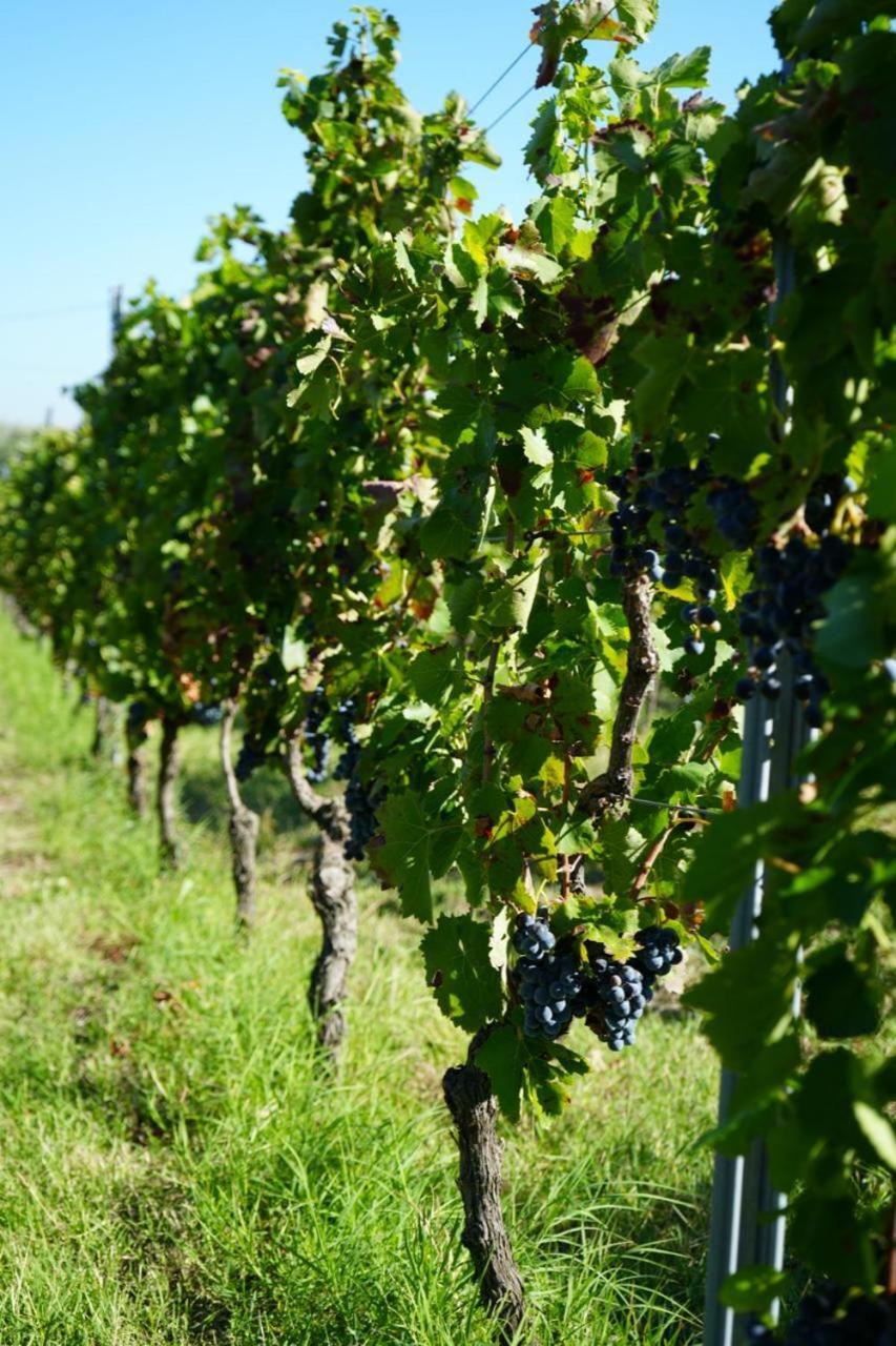 Masseria Spinale Wine Resort Melfi Bagian luar foto